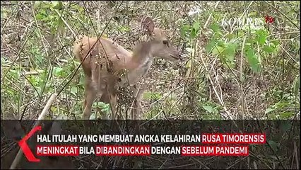 Tải video: Angka Kelahiran Rusa Meningkat Saat Pandemi