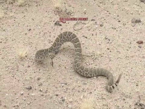 CCR - Creedence Clearwater Revived feat. Johnnie Guitar Williamson