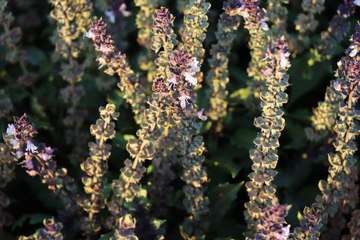 Alternatif ürün ararken tohum üreticisi oldu