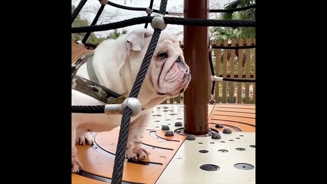 Funny and Cute French Bulldog Puppies Compilation #7 - Cutest French Bulldog