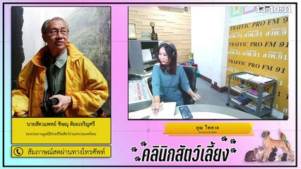 มาทำความรู้จักกับสุนัขพันธ์ุเล็ก ที่ไม่เล็กสมชื่อ! EP.1 : FM91 คลินิกสัตว์เลี้ยง : 6 กุมภาพันธ์ 2564