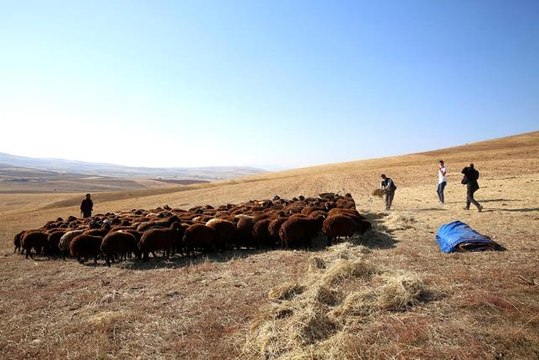 Bayburt'ta küçükbaş hayvan sayısında 1 yılda 5 kata yakın artış sağlandı