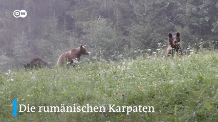 Rumäniens Bären: Naturschatz oder Plage?
