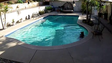 Bear Cub Stops by for a Quick Dip In the Pool