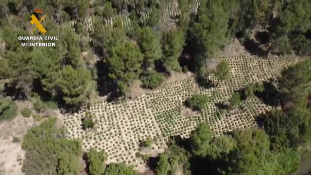 Incautadas más de 29.000 plantas de marihuana en Valencia
