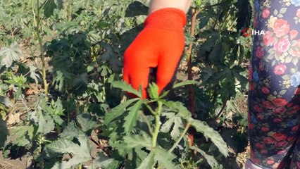 Büyükçekmece bilimsel tarımın ilk mahsullerini almaya başladı