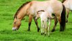 Last remaining species of ‘truly wild’ horse born at ZSL Whipsnade Zoo (C) ZSL