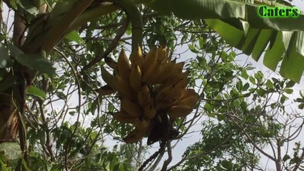 Buồng chuối sứ chín / Chuối xiêm / Chuối mốc chín ( Pisang Awak )