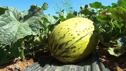 Tavas kavununda hasat zamanı geldi