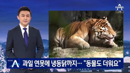 과일 연못에 냉동닭까지…폭염 속 동물들의 여름나기