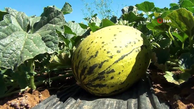 - Tavas kavununda hasat zamanı geldi