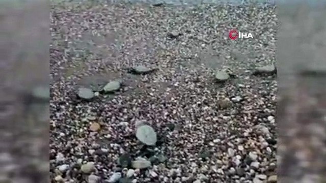 Alanya'da Caretta Carettalar denizle buluştu