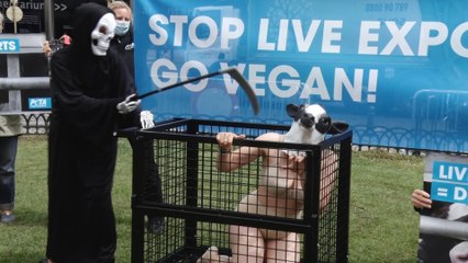 L'association Peta Allemagne dénonce les transports d'animaux devant le Parlement européen