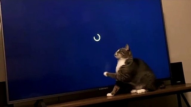 Sweet Kitty Plays with Loading Screen