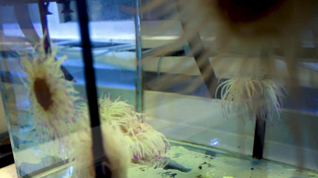 Ces biologistes testent l'impact des crèmes solaires sur le milieu marin