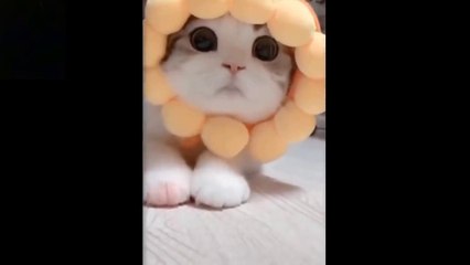 Funny pets , funny cat videos try not to laugh challenge, funny animals, funny dog videos
