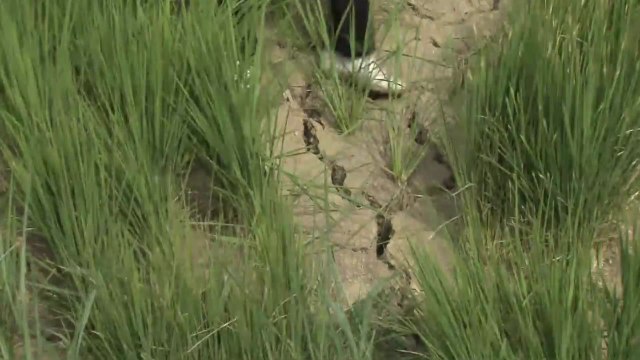 메마르고 갈라지고 ...폭염·가뭄에 속 타는 농민들 / YTN