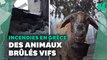 Incendies en Grèce: des moutons, lapins, chiens pris au piège par les flammes