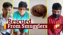 Odisha Police Crime Branch Seizes Live Pangolin, 3 Arrested