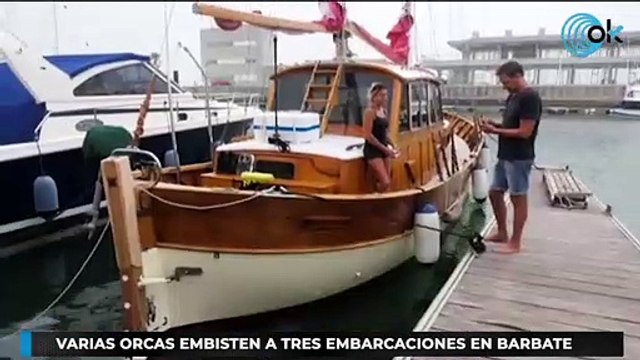 Varias orcas embisten a tres embarcaciones en Barbate