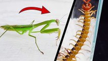 當螳螂遇到蜈蚣！Praying Mantis VS Centipede # ANIMAL LOVERS