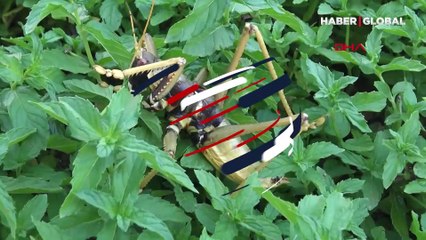 Batman'da 20 santim boyundaki çekirge et yerken görüntülendi