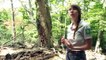 France : la forêt de Massane, en libre évolution, classée à l'Unesco