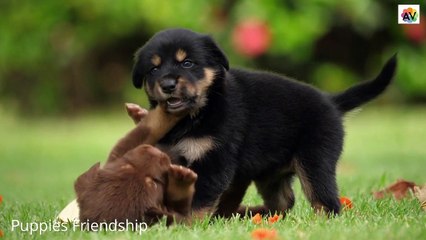 Cute Puppies Friendship