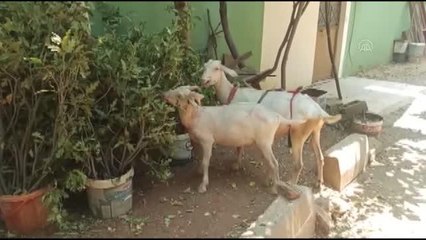 Son dakika haberleri: Yangından etkilenen keçilere UMKE ekipleri müdahale etti