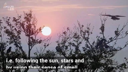 Ever Wonder How Birds Navigate the Skies and Find Their Way? Science Explains