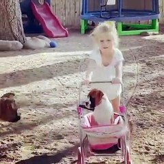 Boxer Puppies Play with Stroller