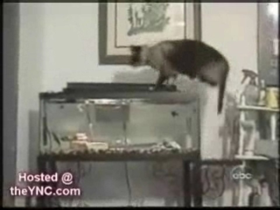 Funny-cats-2