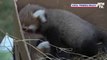 Pour la première fois, deux bébés pandas roux sont nés dans un zoo en Roumanie