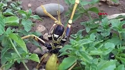 Mangal yapıp verdiler; Batman'da çekirge et yerken böyle görüntülendi