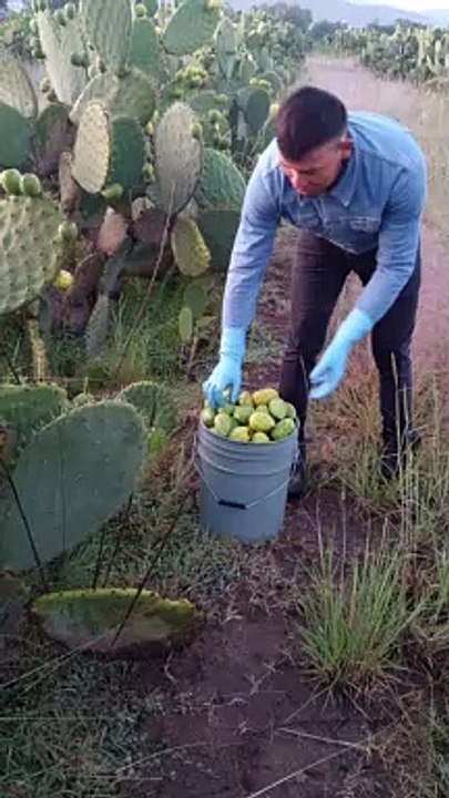 Hummingbird Nest in Prickly Pear Cactus