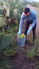 Hummingbird Nest in Prickly Pear Cactus