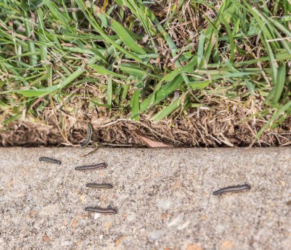 Alert: Army Worms Are Invading Birmingham Lawns