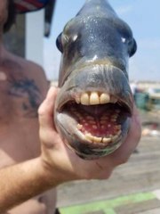 Fish with Frighteningly Humanlike Teeth Caught off North Carolina