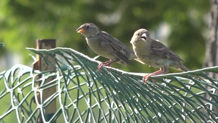 Legislation would require federal buildings to become bird-safe