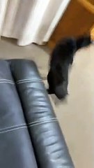 Owner Accidentally Scares Cat Waking Her Up