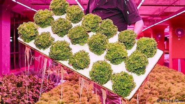 Aquaponics: How fish become fresh vegetables