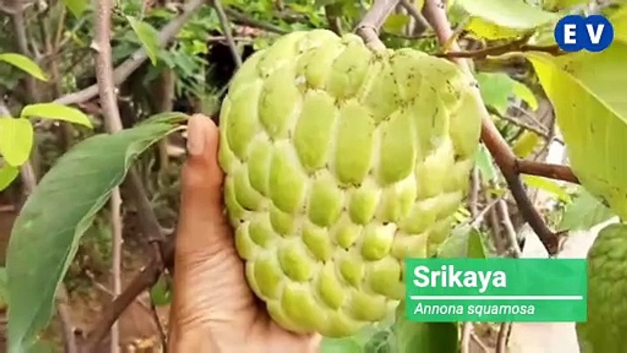 Srikaya (Annona squamosa)