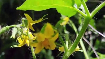 tomato flowers