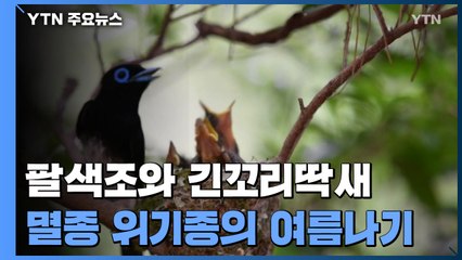 팔색조와 긴꼬리딱새의 여름나기 / YTN