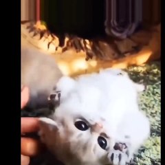 Cats Are Crazy Funny And Cute Cat Videos 2021