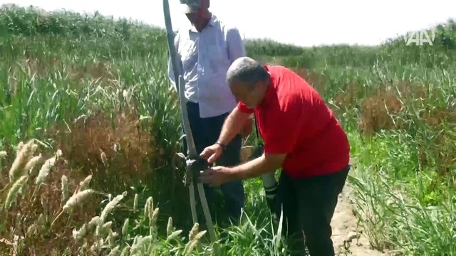 Göçmen kuşların durağı Eber Gölü kuraklık nedeniyle zor günler geçiriyor