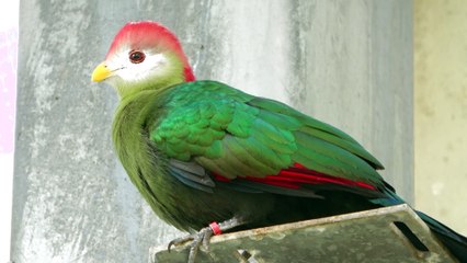 Red-crested Turaco / アカガシラエボシドリ