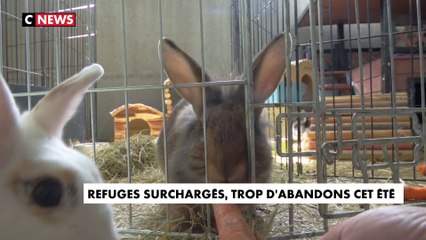 Refuges surchargés, trop d'abandons cet été