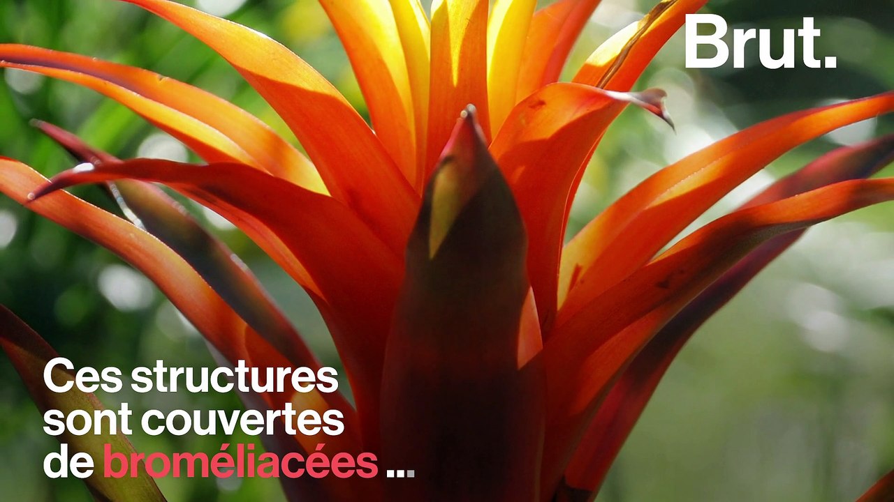 3 initiatives innovantes de végétalisation urbaine