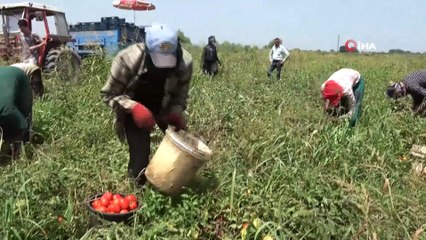 Domates sadece tarlada ucuz